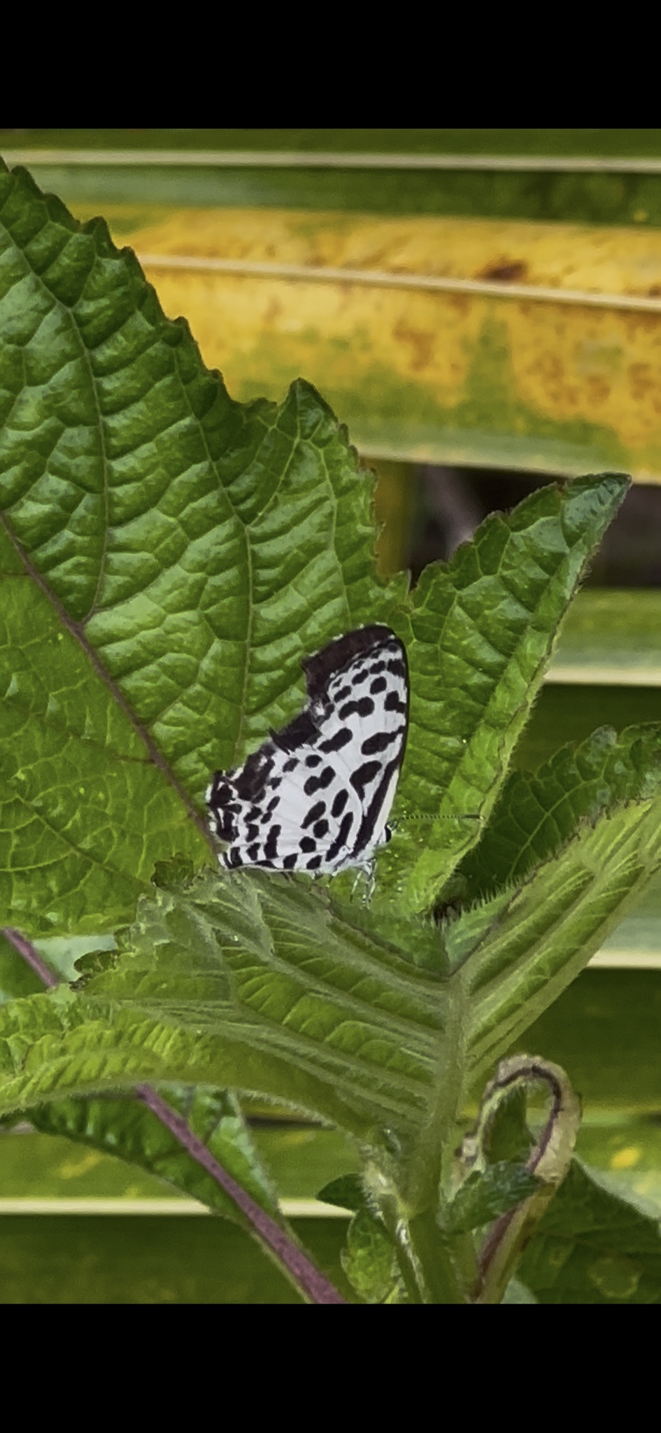 Common Pierrot