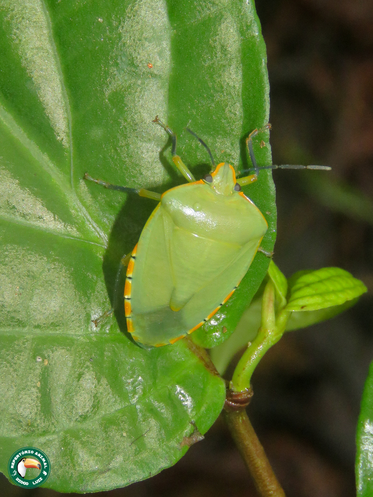 Chinavia runaspis