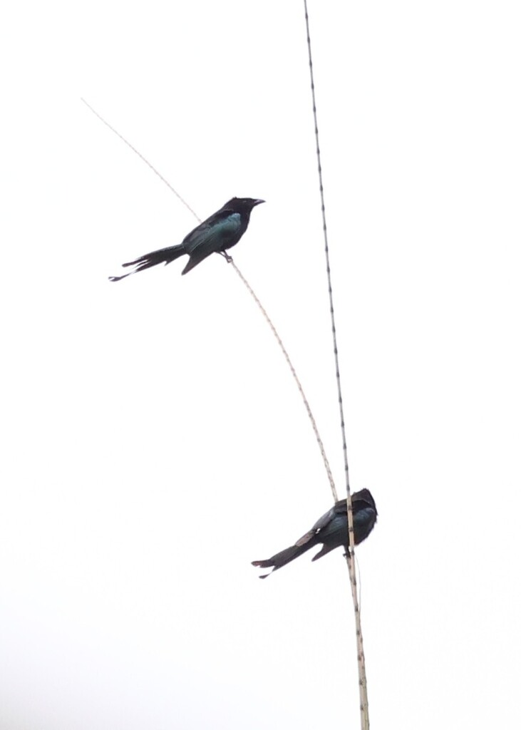 Sulawesi Drongo (Dicrurus montanus)