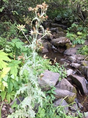 Cirsium arizonicum