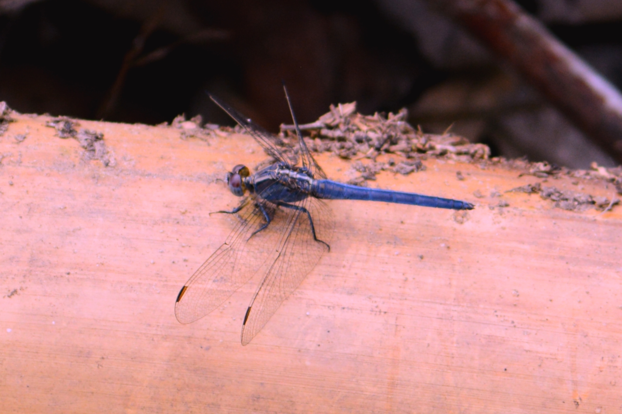 Small Skimmer