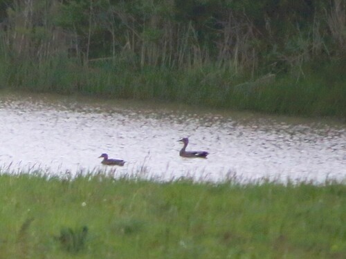 Gadwall