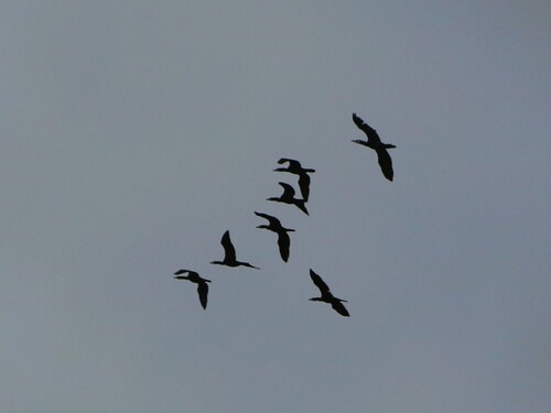 Great Cormorant