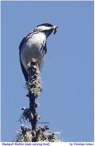 Blackpoll Warbler