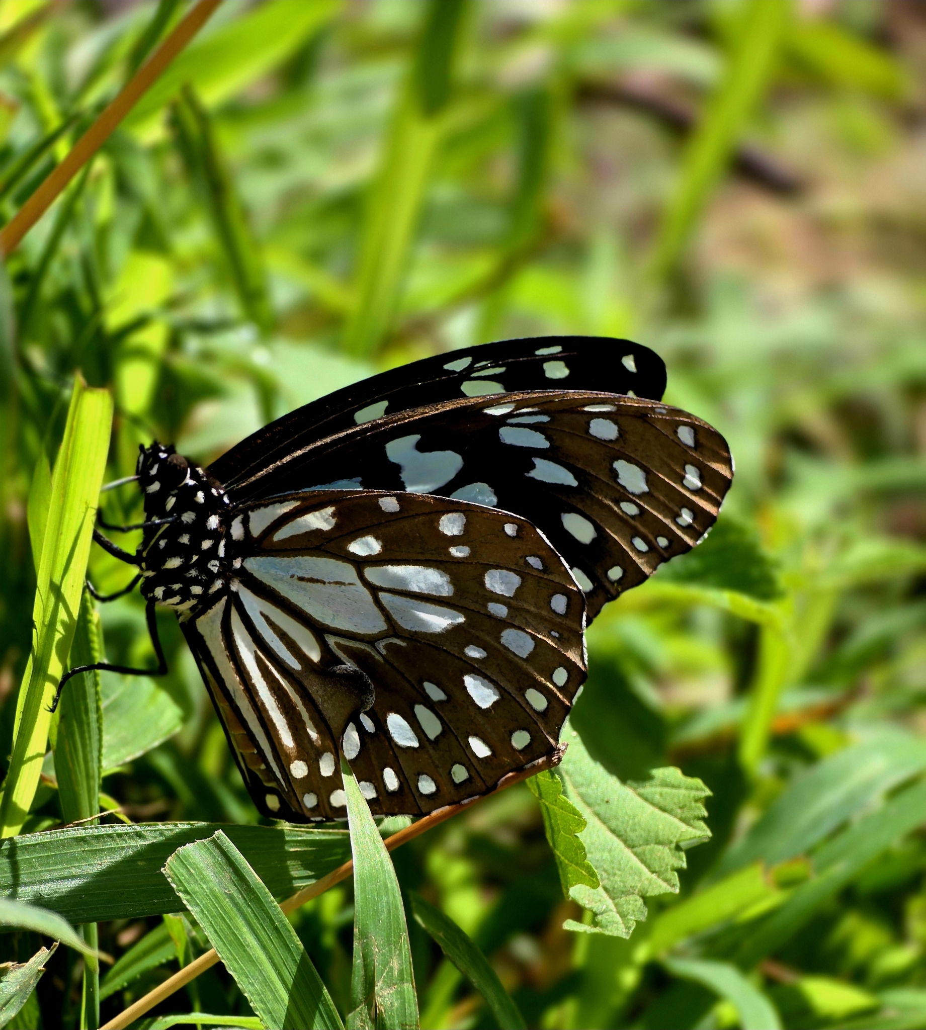 Blue Tiger