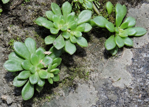 Hairy Sepal Sedum (Rosularia adenotricha)