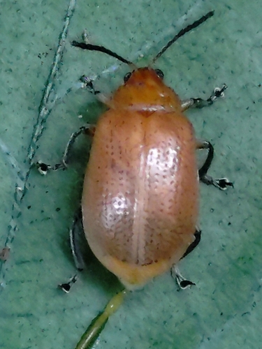 Gallerucida lutea observed 2025-06-21