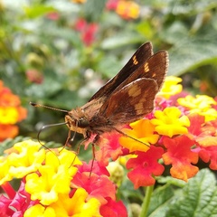 Lon melane vitellina