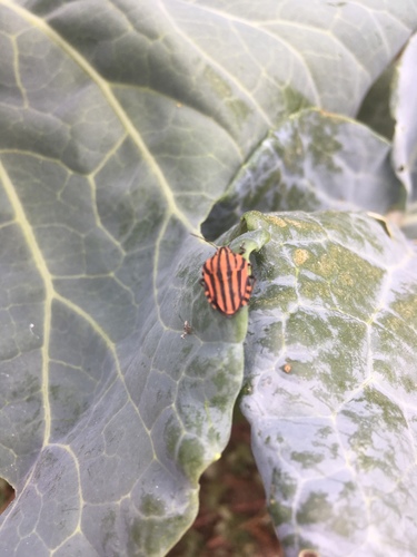 Continental Striped Shield Bug