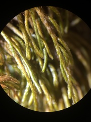 Pseudisothecium cristatum