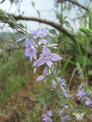 Veronica multifida