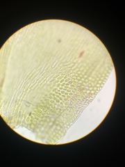 Pseudisothecium cristatum