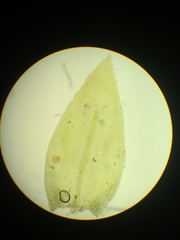 Pseudisothecium cristatum