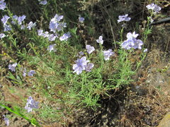 Veronica multifida