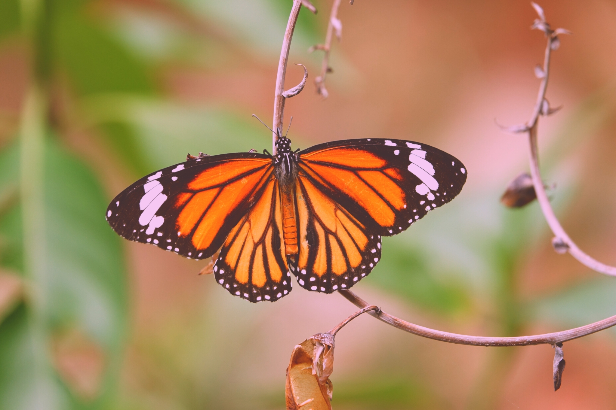 Striped Tiger
