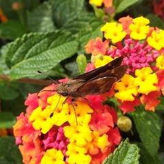 Lon melane vitellina