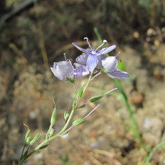Veronica multifida