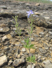 Veronica multifida