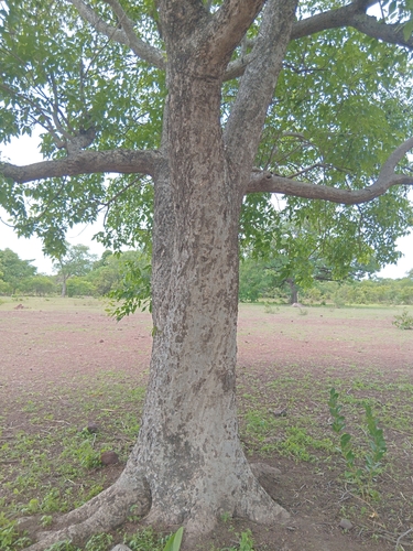 West African tree grape