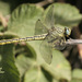 Levant Clubtail - Photo (c) Paul G. Schrijvershof, some rights reserved (CC BY-NC-ND), uploaded by Paul G. Schrijvershof