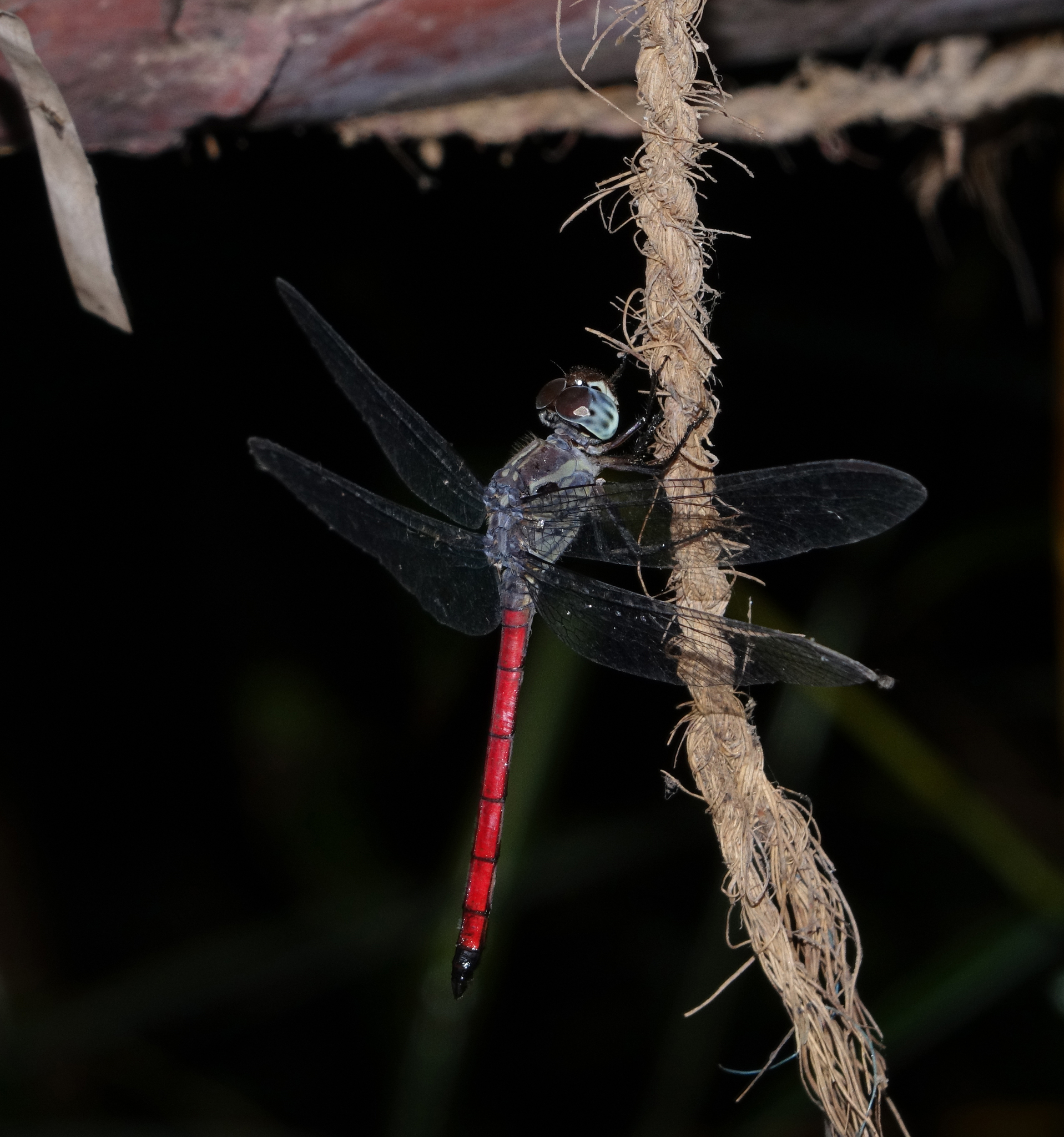Asiatic Bloodtail