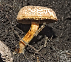 Austroboletus gracilis