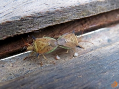 Diceraeus melacanthus