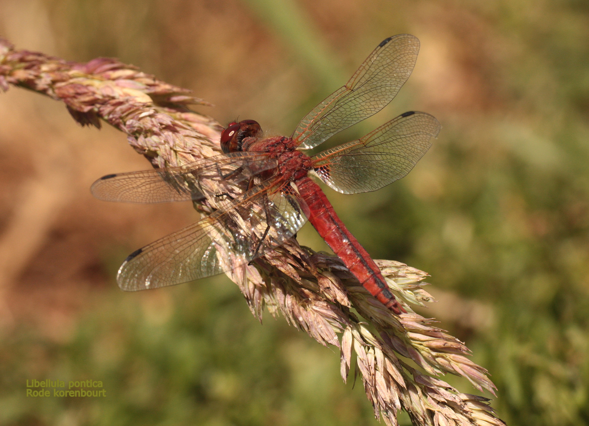 Red Chaser (Libellula pontica) · iNaturalist