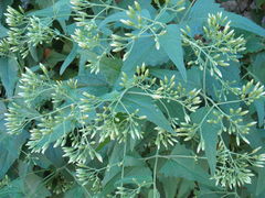 Brickellia hastata