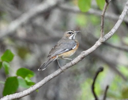 Miombo Scrub Robin (Tychaedon barbata), photo 2