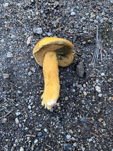 Blue-staining Slippery Jack (Suillus tomentosus)