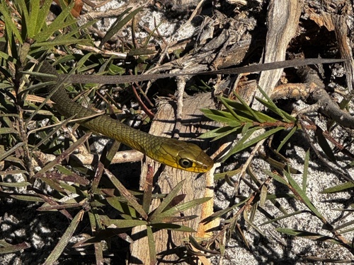 Common Tree Snake sighting