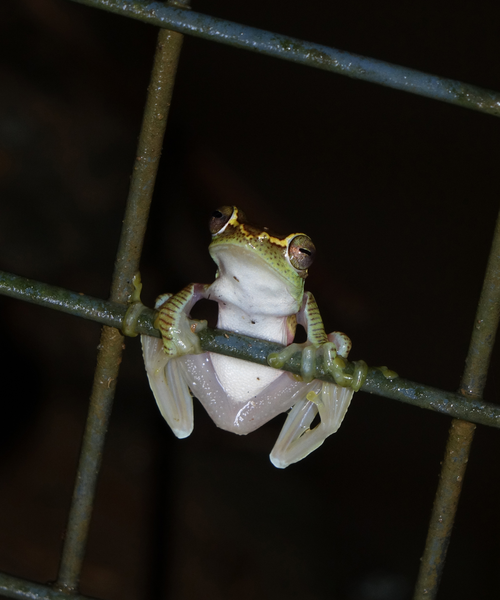 Double Banded Small Tree Frog