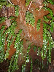 Tmesipteris