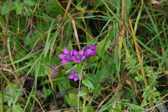 Gentianella aspera