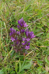 Gentianella aspera
