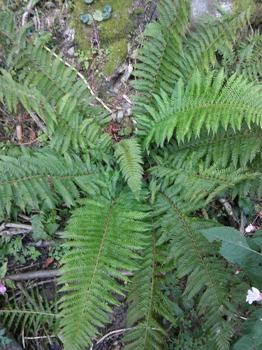 hard shield fern (Polystichum aculeatum)