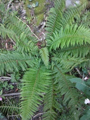 Polystichum aculeatum