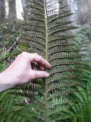 Polystichum aculeatum