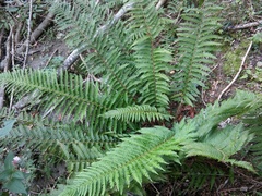 Polystichum aculeatum