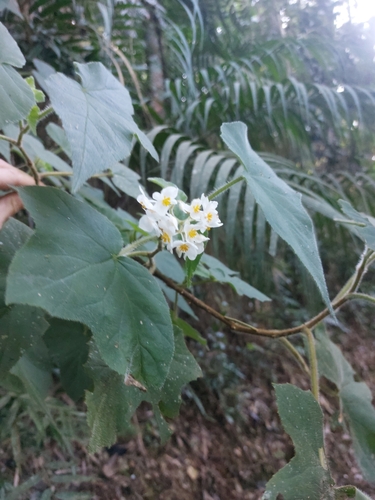 Begonia jocelinoi