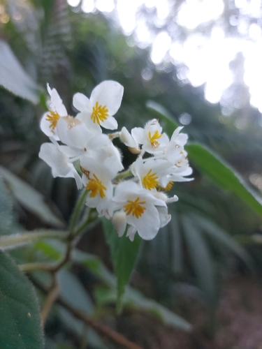 Begonia jocelinoi, photograph 1