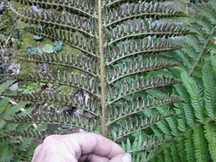 Polystichum aculeatum