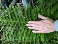 Polystichum aculeatum