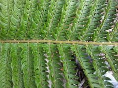 Polystichum aculeatum
