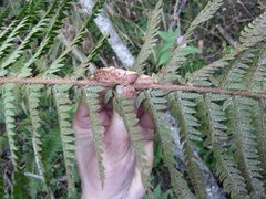Polystichum aculeatum