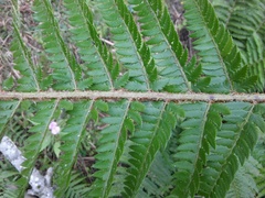 Polystichum aculeatum