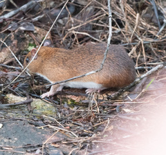 Guyenne Spiny-Rat photo 3