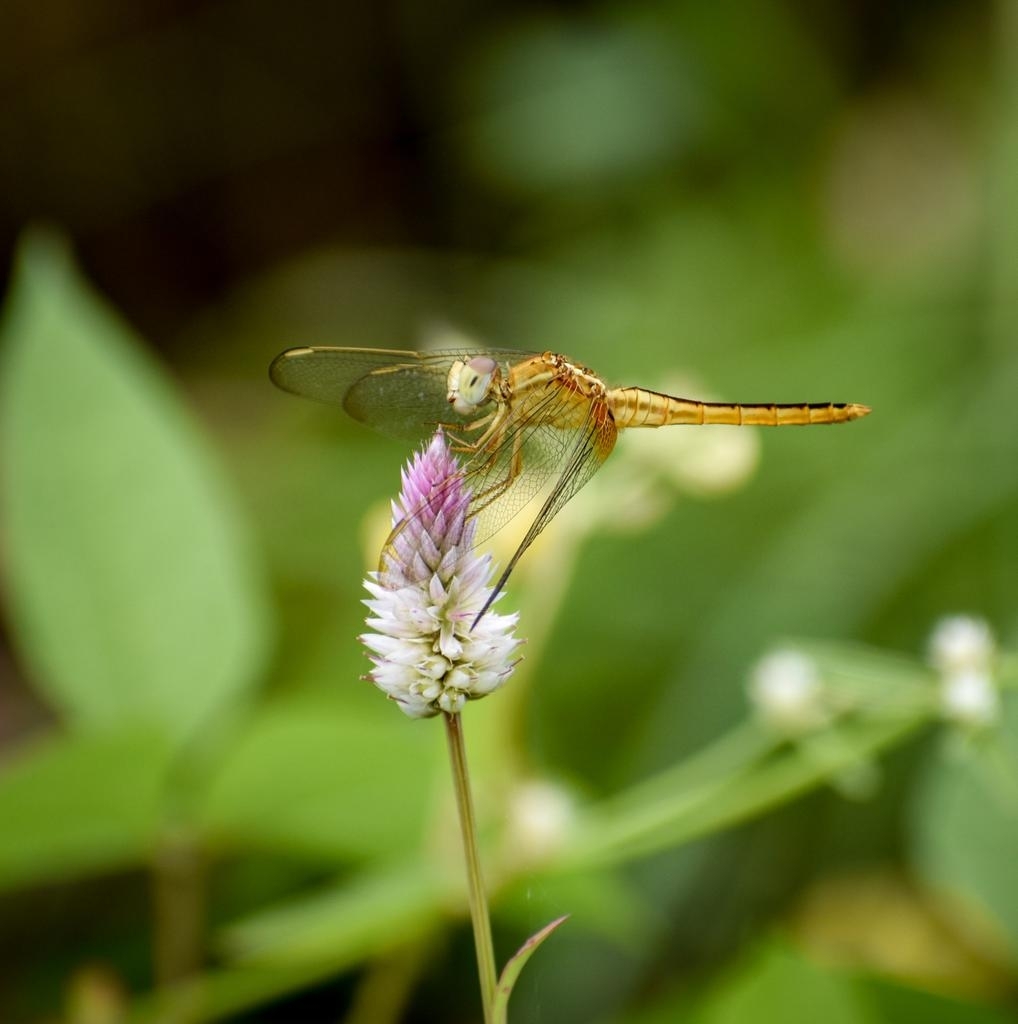Scarlet Skimmer