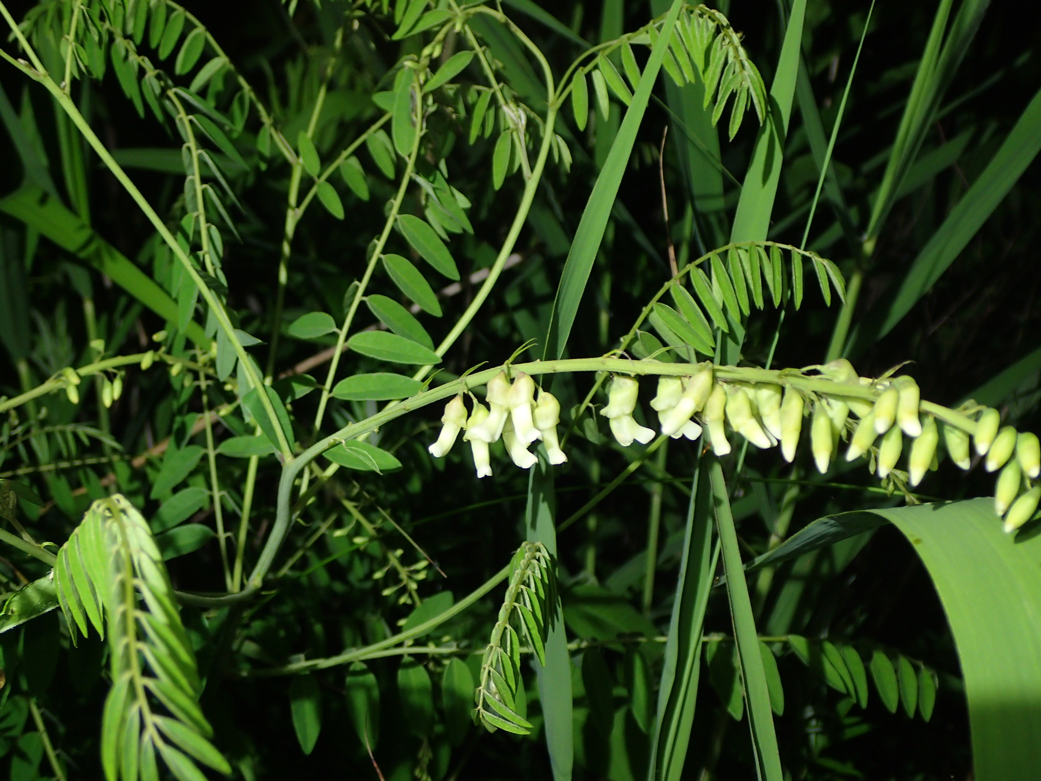 Shrubby Sophora (Sophora flavescens)